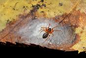 moerasknobbelkopje (hypomma bituberculatum) 7-2012 9528